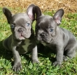 Blue eyes healthy Frenchie for rehoming